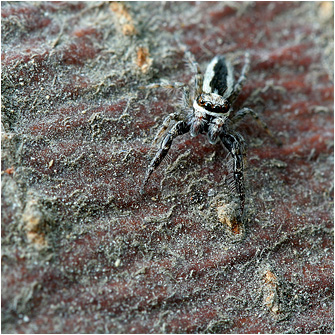 P.  encarpatus