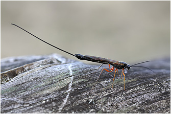 Dolichomitus imperator