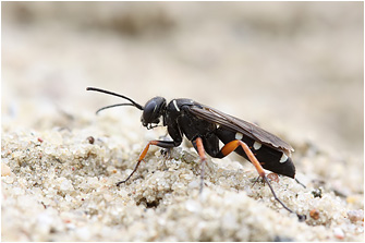 Episyron albonotatum