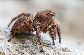 Aelurillus leipoldae