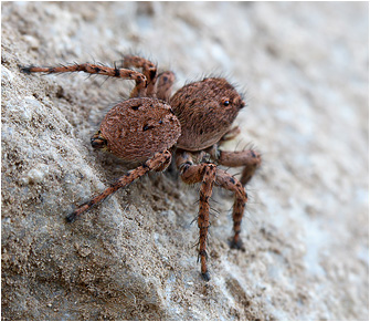 2010_Kreta/Aelurillus_leipoldae11