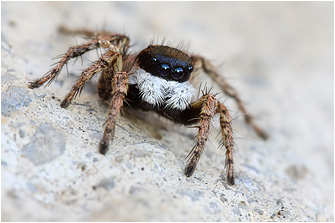 2010_Kreta/Aelurillus_leipoldae4