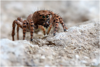 A.  leipoldae