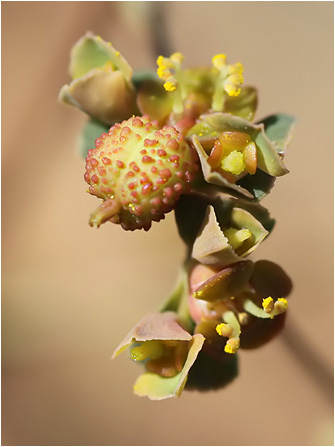 Euphorbia dimorphocaulon