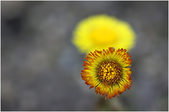 Tussilago farfara