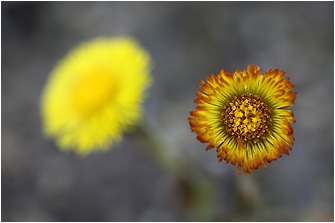 Tussilago farfara