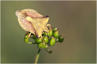 Carpocoris fuscispinus