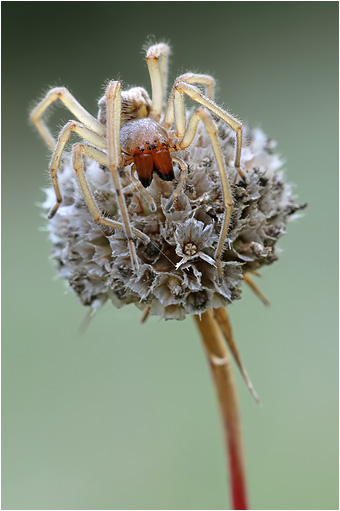 Cheiracanthium punctorium