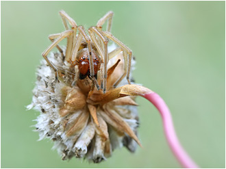 Cheiracanthium punctorium