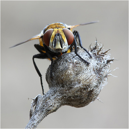 Gymnosoma rotundatum