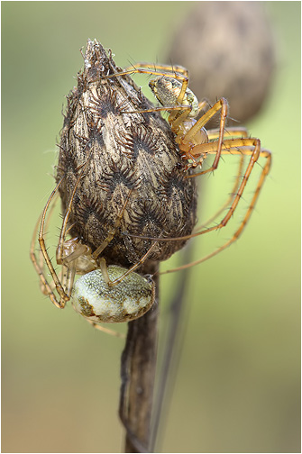 Metellina segmentata