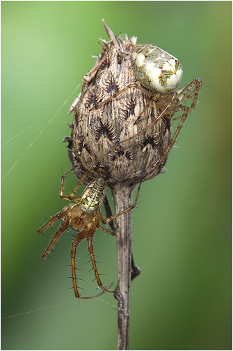 Metellina segmentata