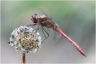 Sympetrum vulgatum