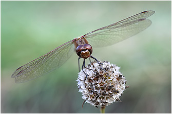 Sympetrum vulgatum