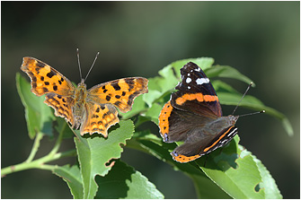 Polygonia c-album & Vanessa atalanta