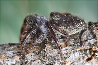 Dendryphantes hastatus