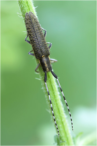 Agapanthia villosoviridescens