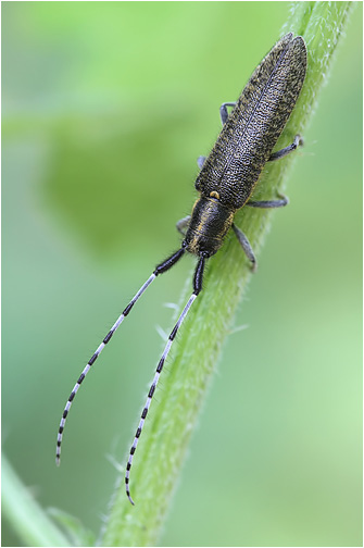 Agapanthia villosoviridescens