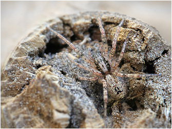 Anyphaena accentuata