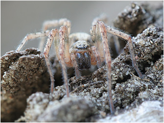 Anyphaena accentuata