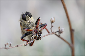 Echthistus rufinervis