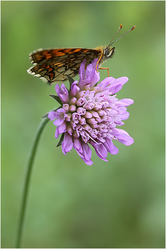 Melitaea athalia