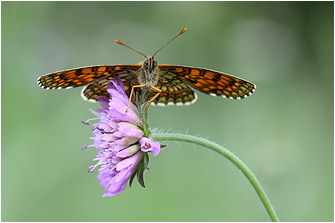 Melitaea athalia