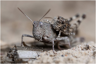Oedipoda caerulescens