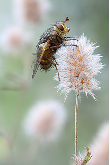 Tachina fera
