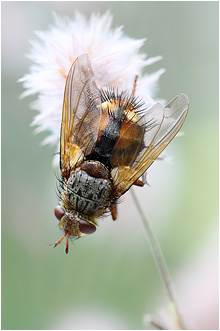 Tachina fera