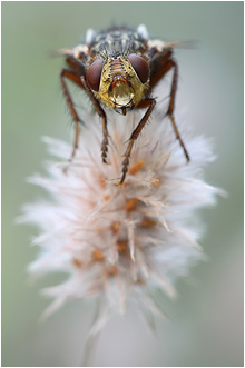 Tachina fera