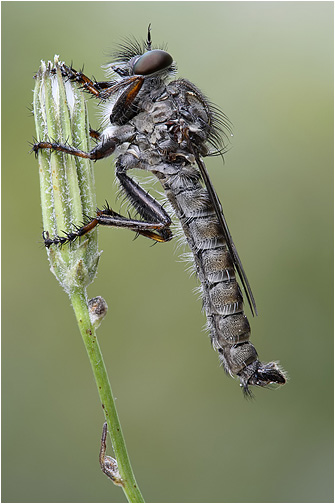 Tolmerus atricapillus