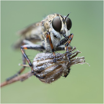 Tolmerus cf. cingulatus