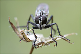 Tolmerus cf. pyragra