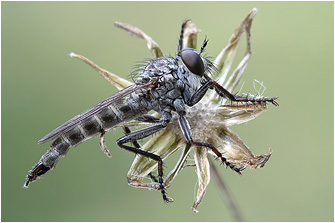 Tolmerus cf. pyragra