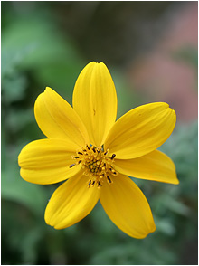 Bidens andicola
