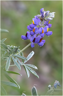 Lupinus cf. paruroensis