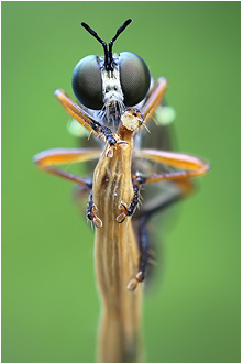 Dioctria hyalipennis