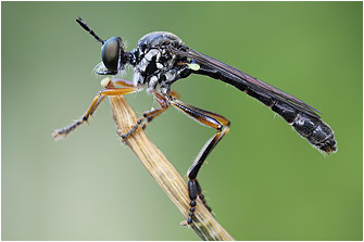 Dioctria hyalipennis