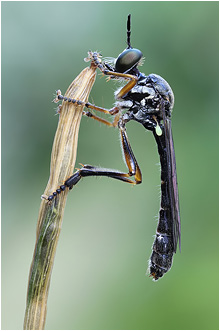 Dioctria hyalipennis