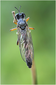 Dioctria hyalipennis