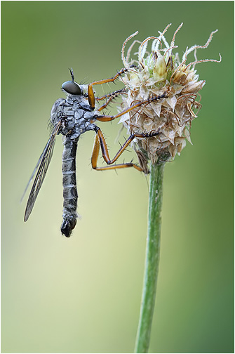 Neomochtherus pallipes