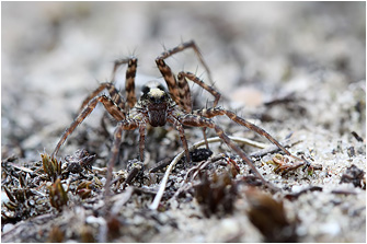 Pardosa lugubris s.l.