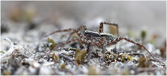 Pardosa lugubris s.l.