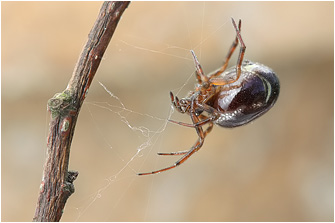 Steatoda bipunctata