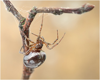 Steatoda bipunctata