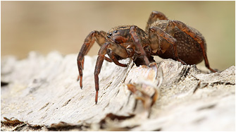 Trochosa cf. terricola