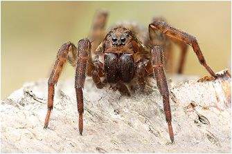 Trochosa cf. terricola