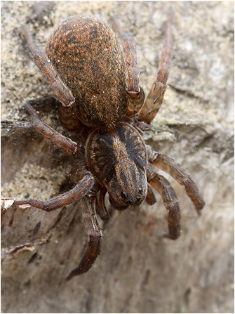 Trochosa cf. terricola