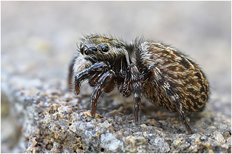 E.  gambosa